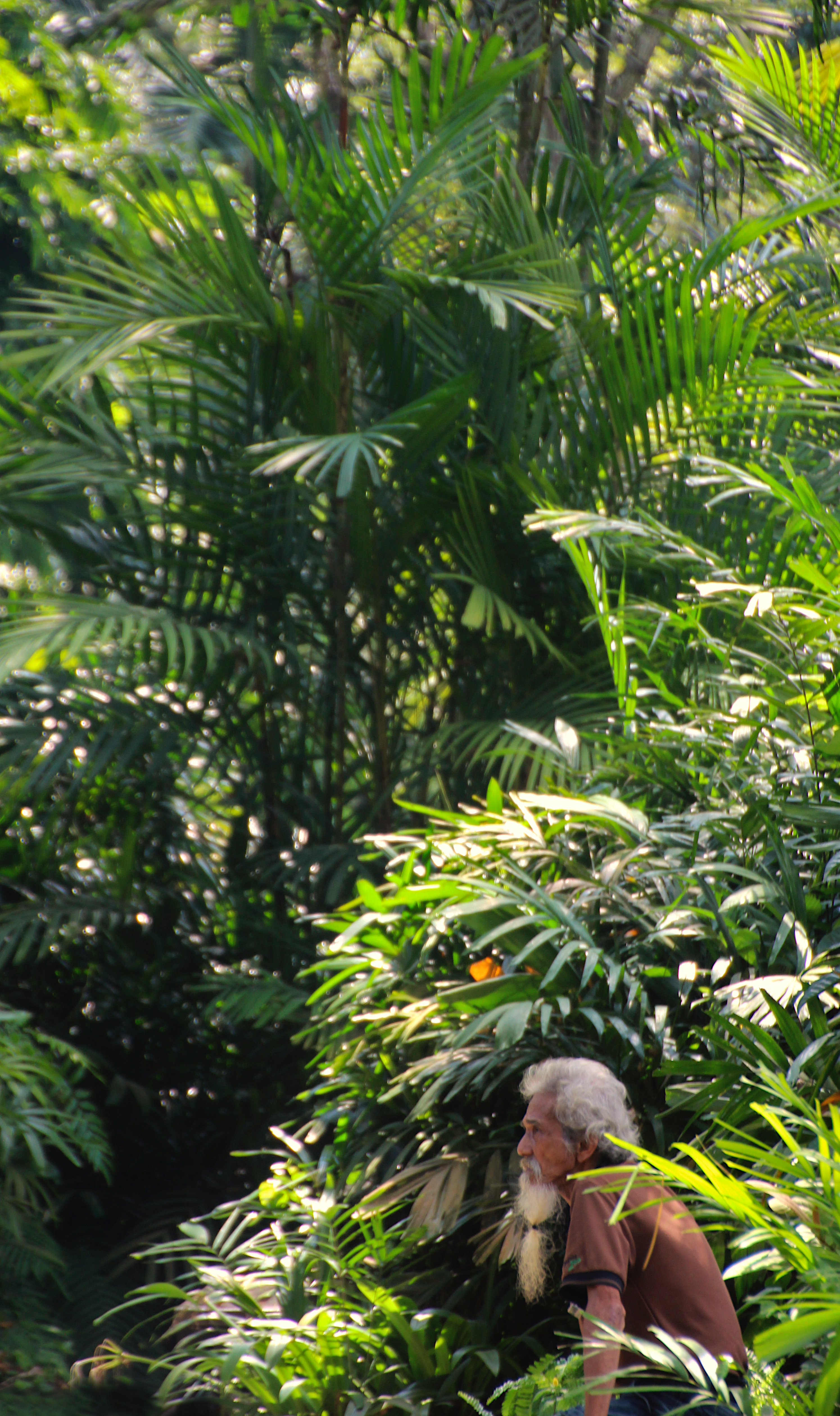 Man sitting between bright greenery